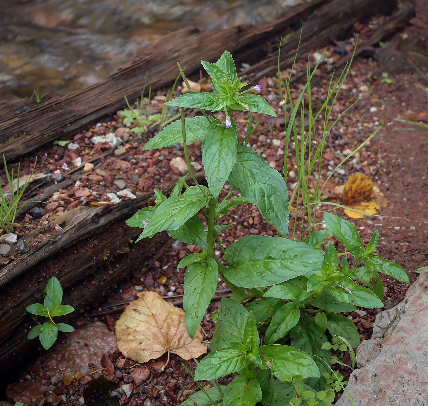 Image of Epilobium smyrneum specimen.