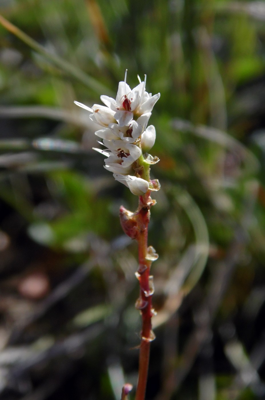 Image of Bistorta vivipara specimen.