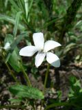 Viola patrinii