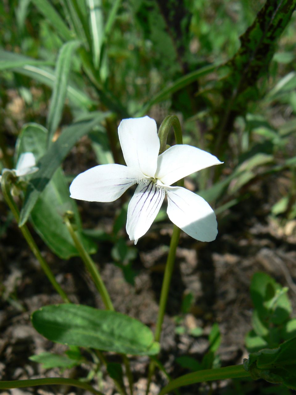 Изображение особи Viola patrinii.