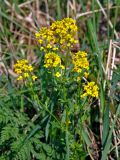 Barbarea vulgaris