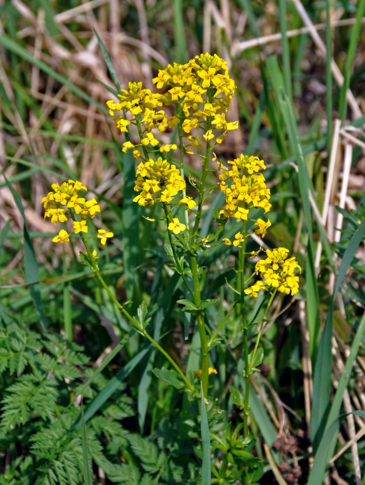 Image of Barbarea vulgaris specimen.