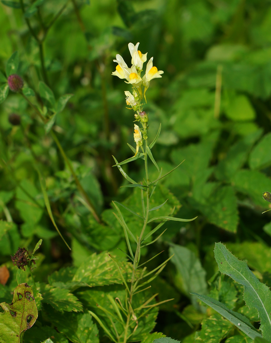 Image of Linaria vulgaris specimen.