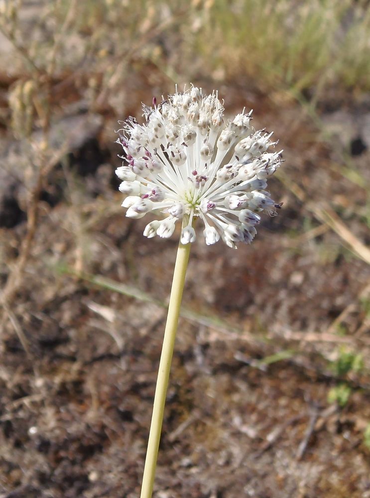 Изображение особи Allium guttatum.