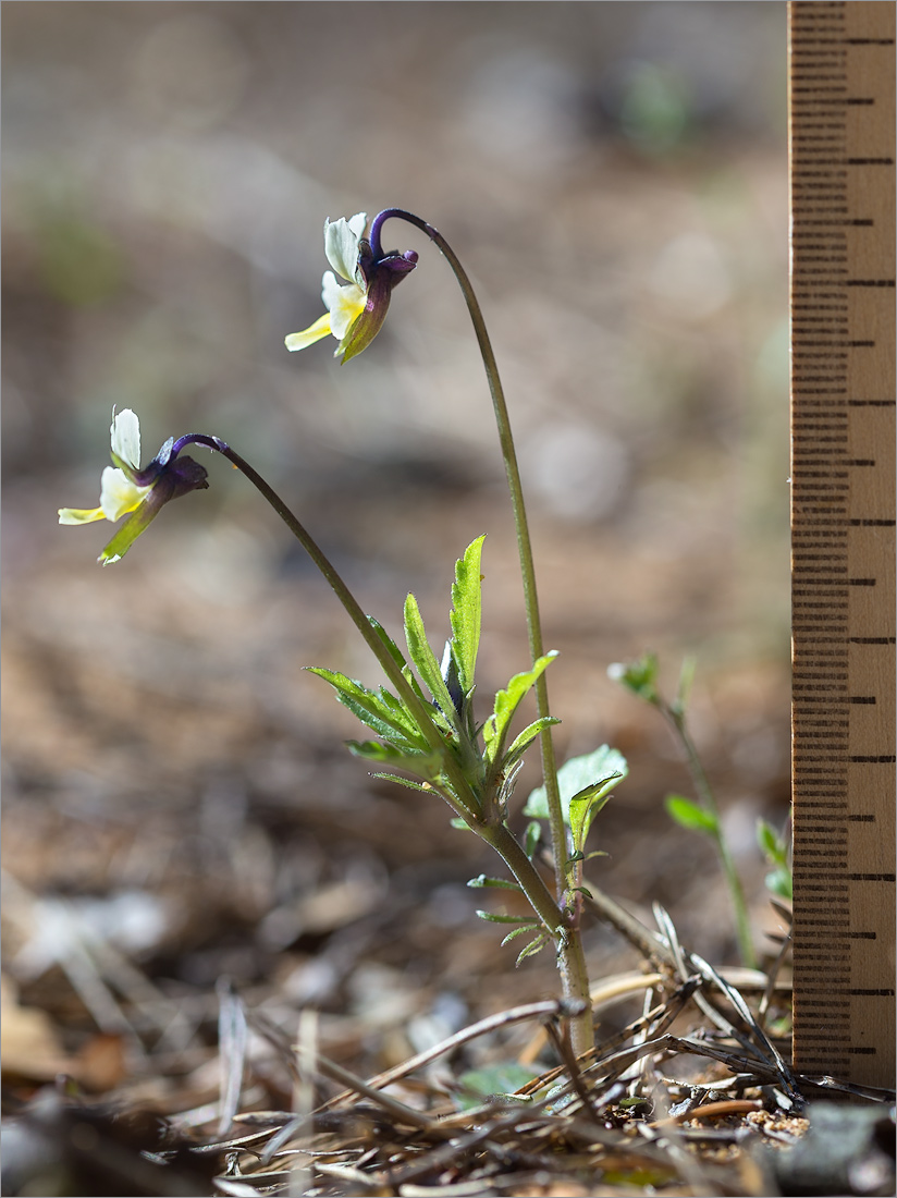 Изображение особи Viola arvensis.