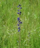 Delphinium korshinskyanum