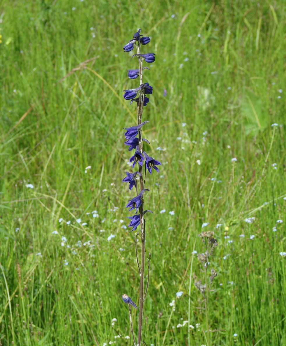 Image of Delphinium korshinskyanum specimen.