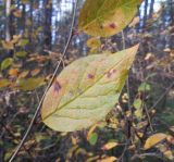 Cotoneaster lucidus