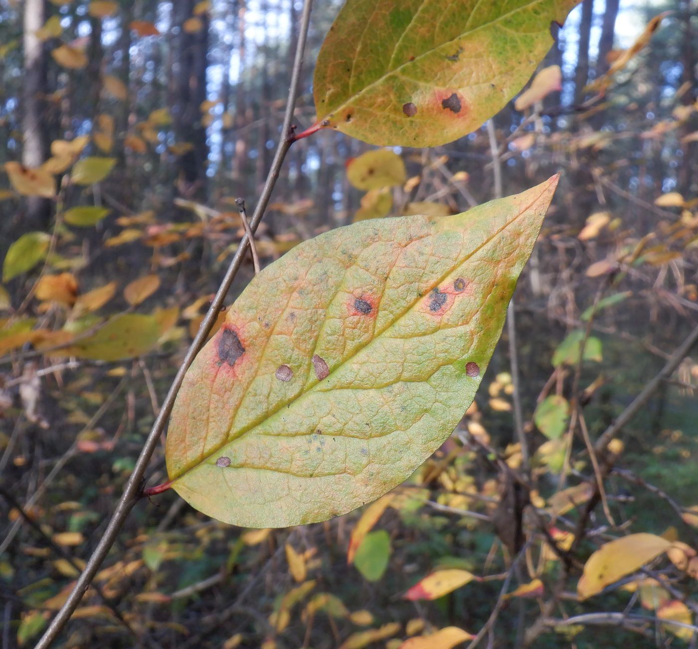 Image of Cotoneaster lucidus specimen.