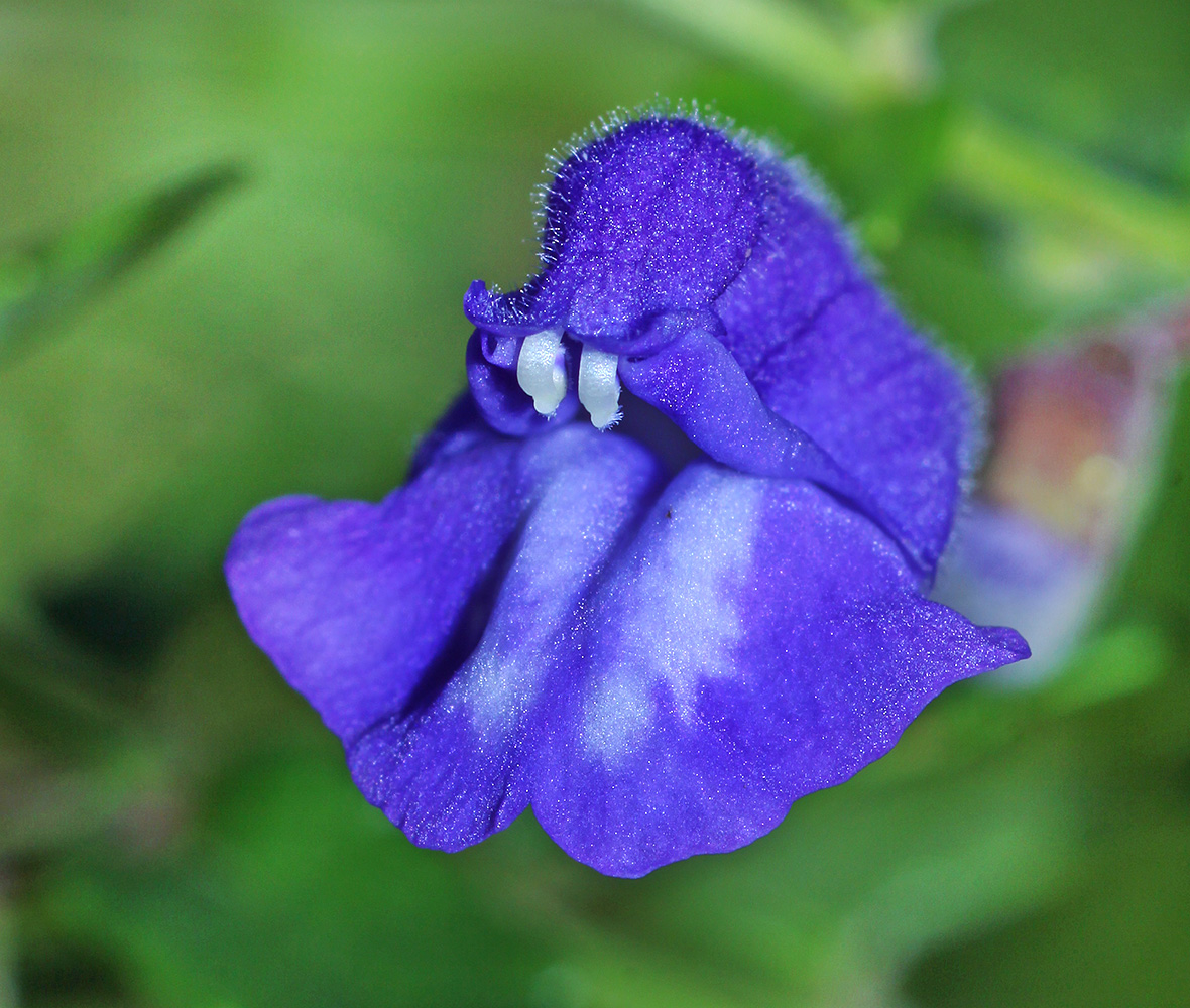 Image of Scutellaria strigillosa specimen.