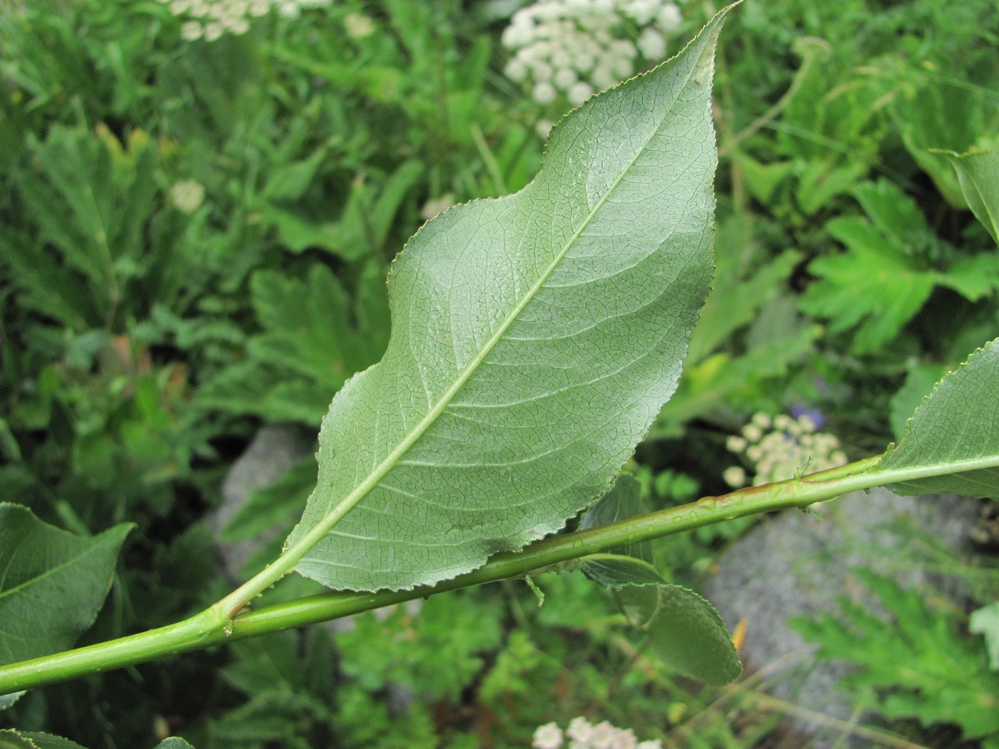 Image of Salix pentandrifolia specimen.