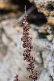 genus Rumex. Соплодие. Ростовская обл., Неклиновский р-н, окр. хут. Мержаново, каменистый берег, в расщелине камня. 02.02.2021.