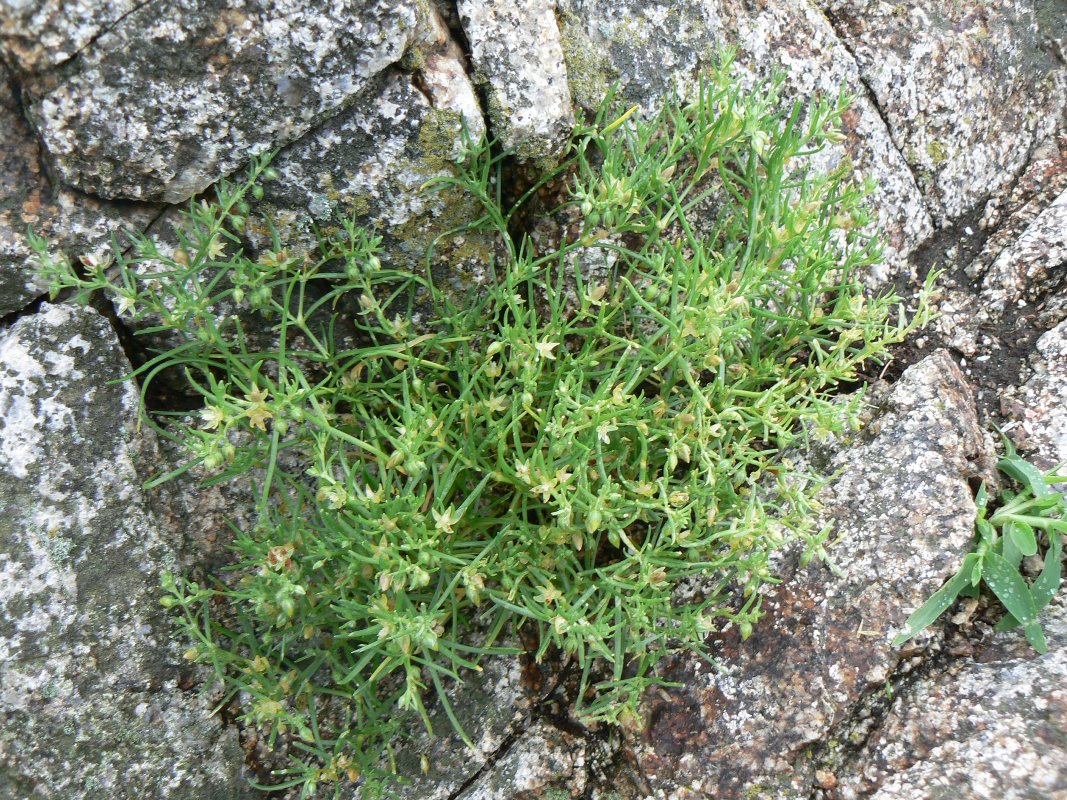 Image of Spergularia marina specimen.