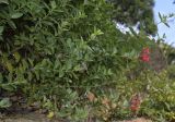 Gambelia speciosa. Часть кроны растения в начале цветения. Испания, автономное сообщество Каталония, провинция Жирона, комарка Баш-Эмпорда, муниципалитет Палафружель, ботанический сад \"Кап-Роч\". 28.02.2021.
