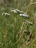 Achillea millefolium. Верхушка цветущего растения. Санкт-Петербург, Старый Петергоф, парк \"Сергиевка\", луг у западной опушки. 01.08.2020.