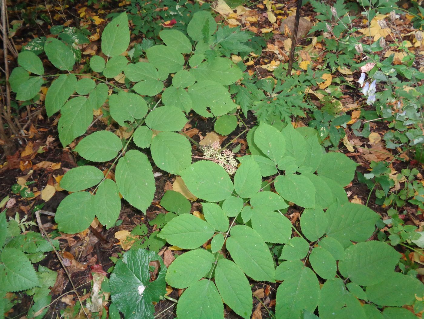 Image of genus Aralia specimen.