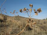 Ferula tschuiliensis. Часть сухого соплодия. Казахстан, Западный Тянь-Шань, Киргизский хр., ущ. Кара-Арча, ≈ 1040 м н.у.м., мелкозёмный степной склон вост. экспозиции. 26 сентября 2020 г.