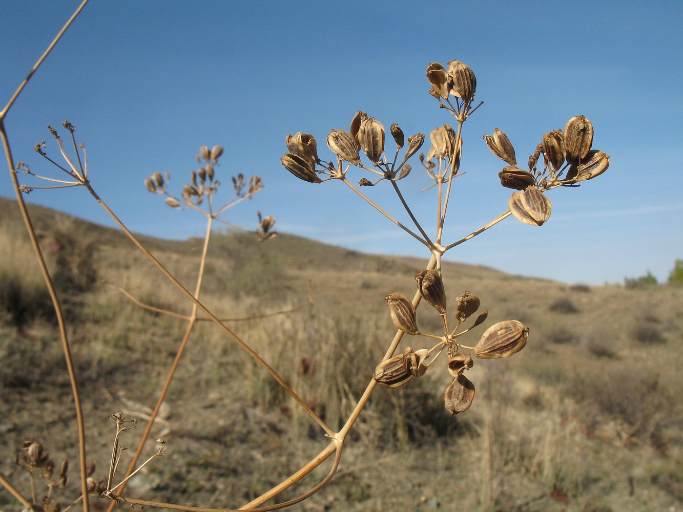 Image of Ferula tschuiliensis specimen.