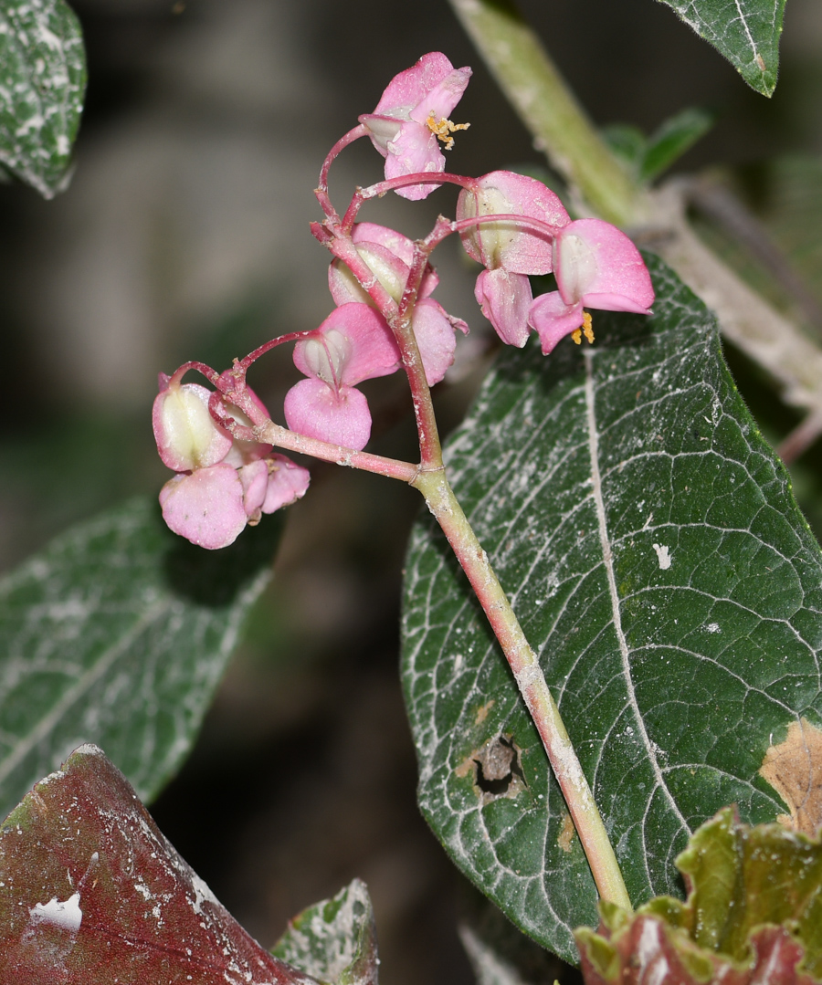 Image of genus Begonia specimen.