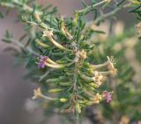 Lycium ruthenicum