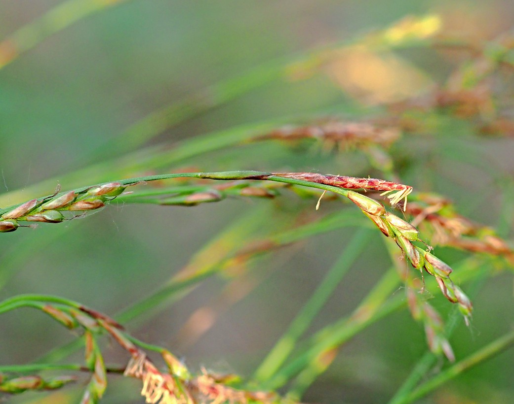 Изображение особи Carex digitata.