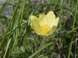 Pulsatilla alpina подвид apiifolia. Цветок с мухой и фрагмент листа. Испания, автономное сообщество Каталония, провинция Жирона, комарка Рипольес, муниципалитет Сеткасес, окр. курорта \"Вальтер 2000\", ≈1950 м н.у.м., берег горного ручья. 01.06.2021.