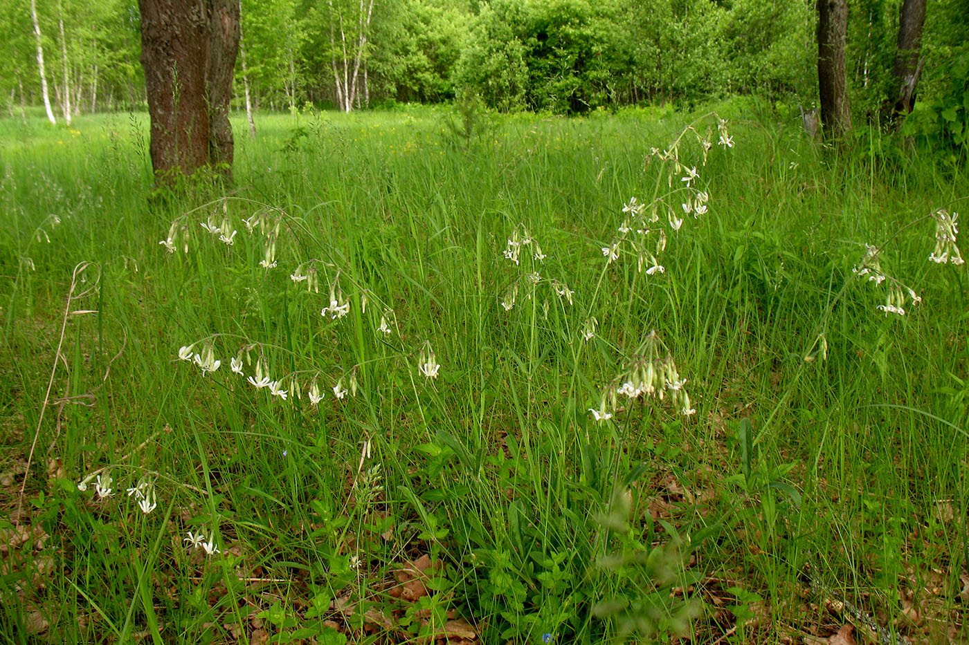 Изображение особи Silene nutans.