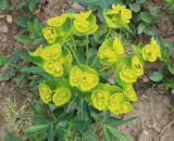 род Euphorbia