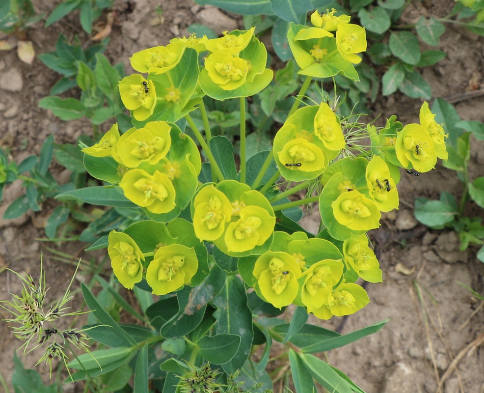 Изображение особи род Euphorbia.