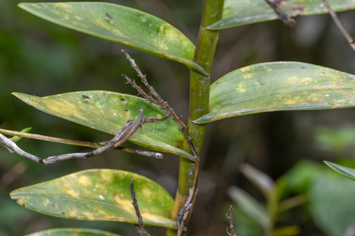 Image of familia Orchidaceae specimen.