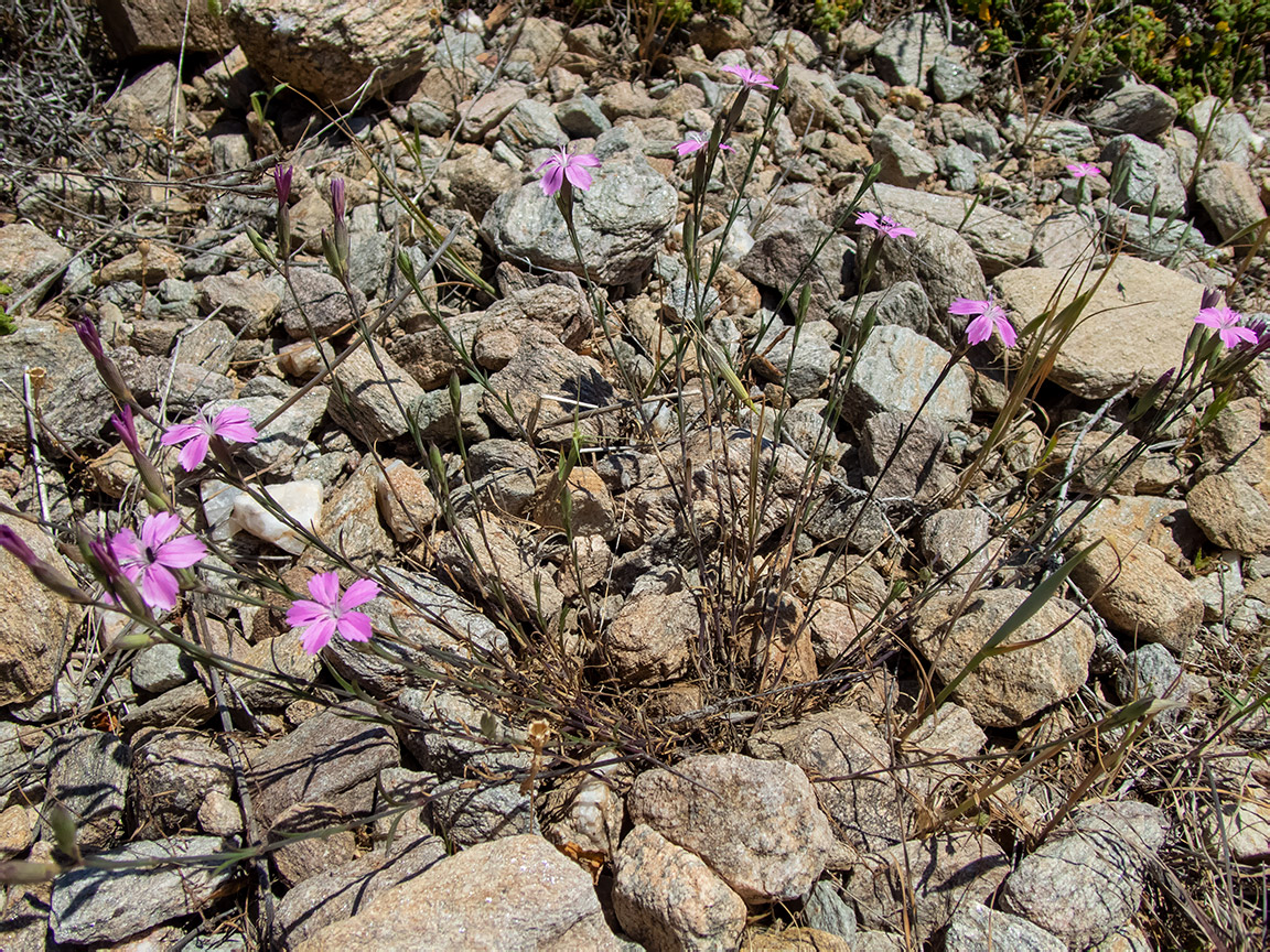 Изображение особи Dianthus diffusus.