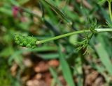 Adonis microcarpa. Созревающий плод на верхушке побега. Израиль, Нижняя Галилея, г. Верхний Назарет, выположенная вершина холма, выс. ок. 410 м н. у. м. 25.03.2014.