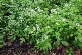 Cardamine macrophylla