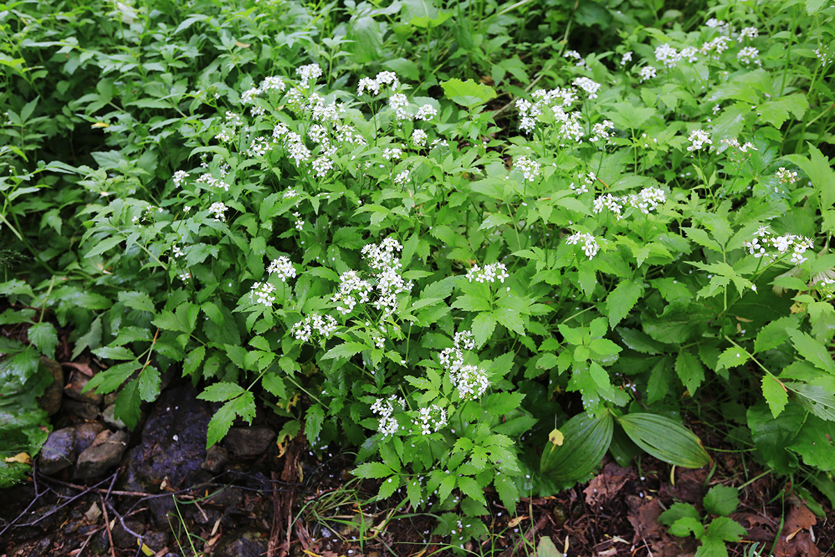 Изображение особи Cardamine macrophylla.