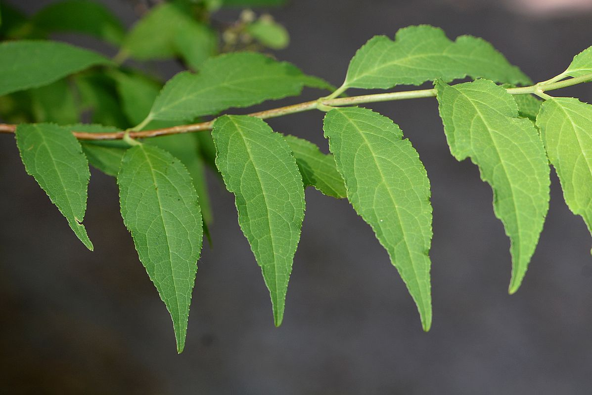 Изображение особи Deutzia &times; lemoinei.