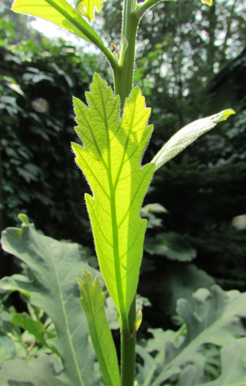 Image of Quercus macrocarpa specimen.