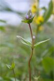 Gentianella lingulata. Верхушка цветущего растения. Мурманская обл., п-в Рыбачий, побережье Большой Волоковой губы севернее м. Коровий, разнотравный приморский луг. 30.07.2020.