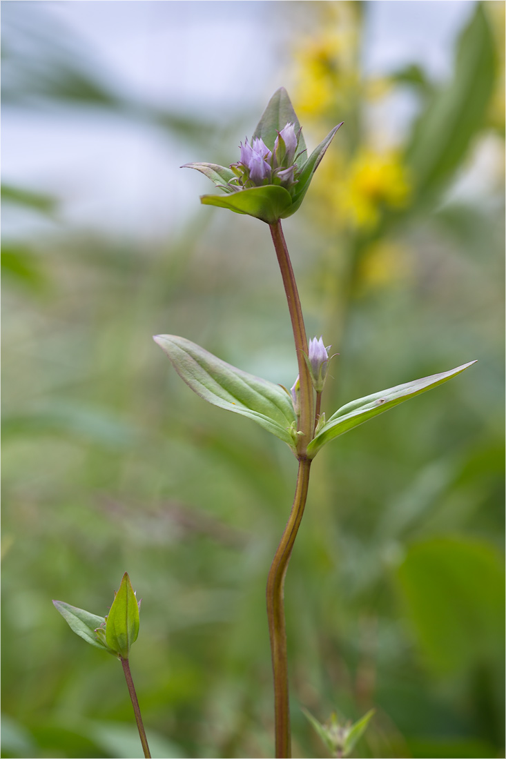 Изображение особи Gentianella lingulata.