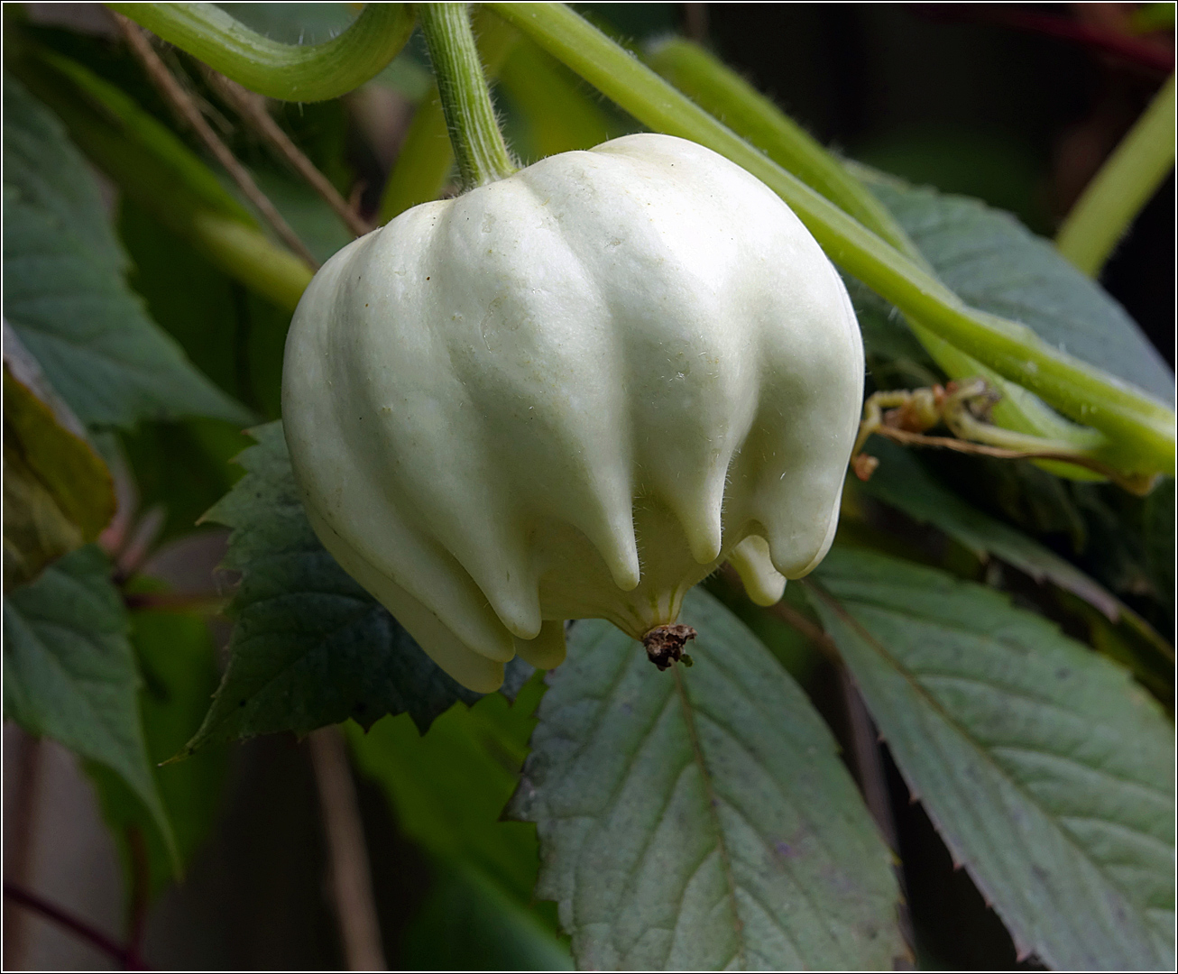 Image of Cucurbita pepo specimen.