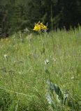 Ligularia altaica