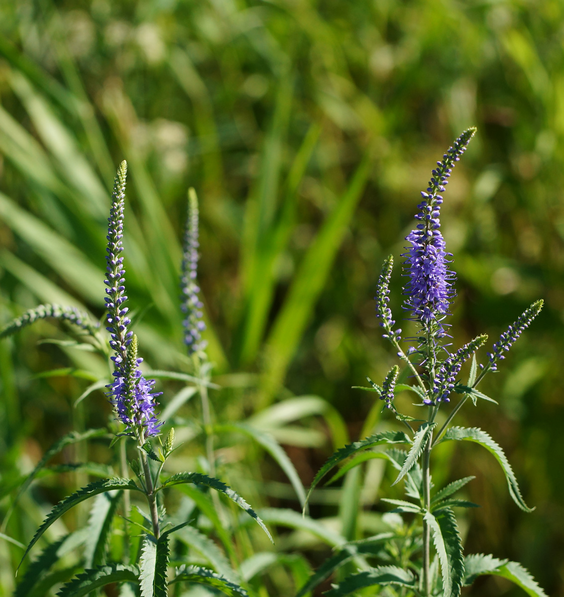 Изображение особи Veronica longifolia.