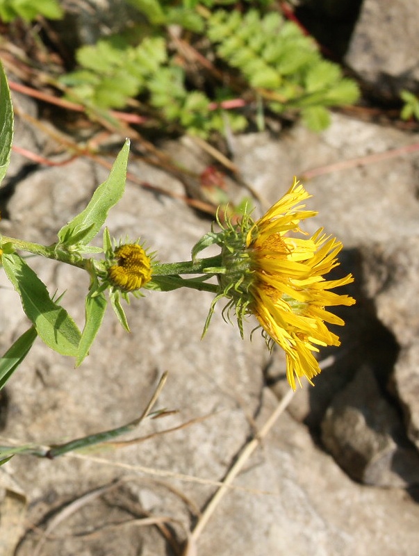 Изображение особи Inula britannica.