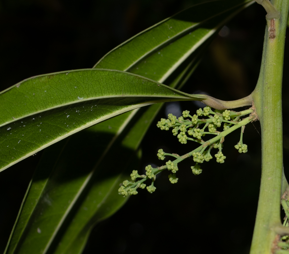 Изображение особи Cocculus laurifolius.