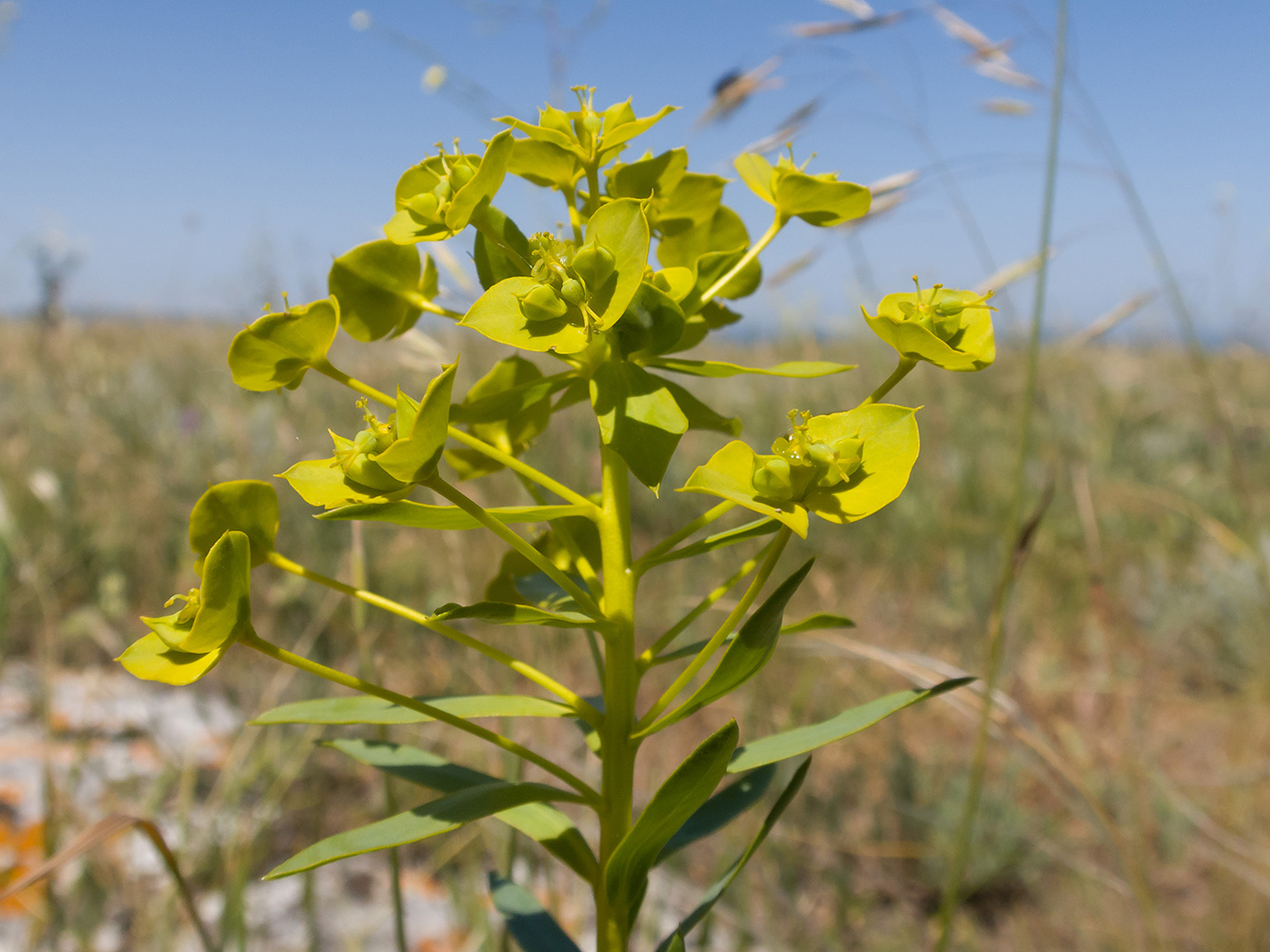 Image of Euphorbia stepposa specimen.