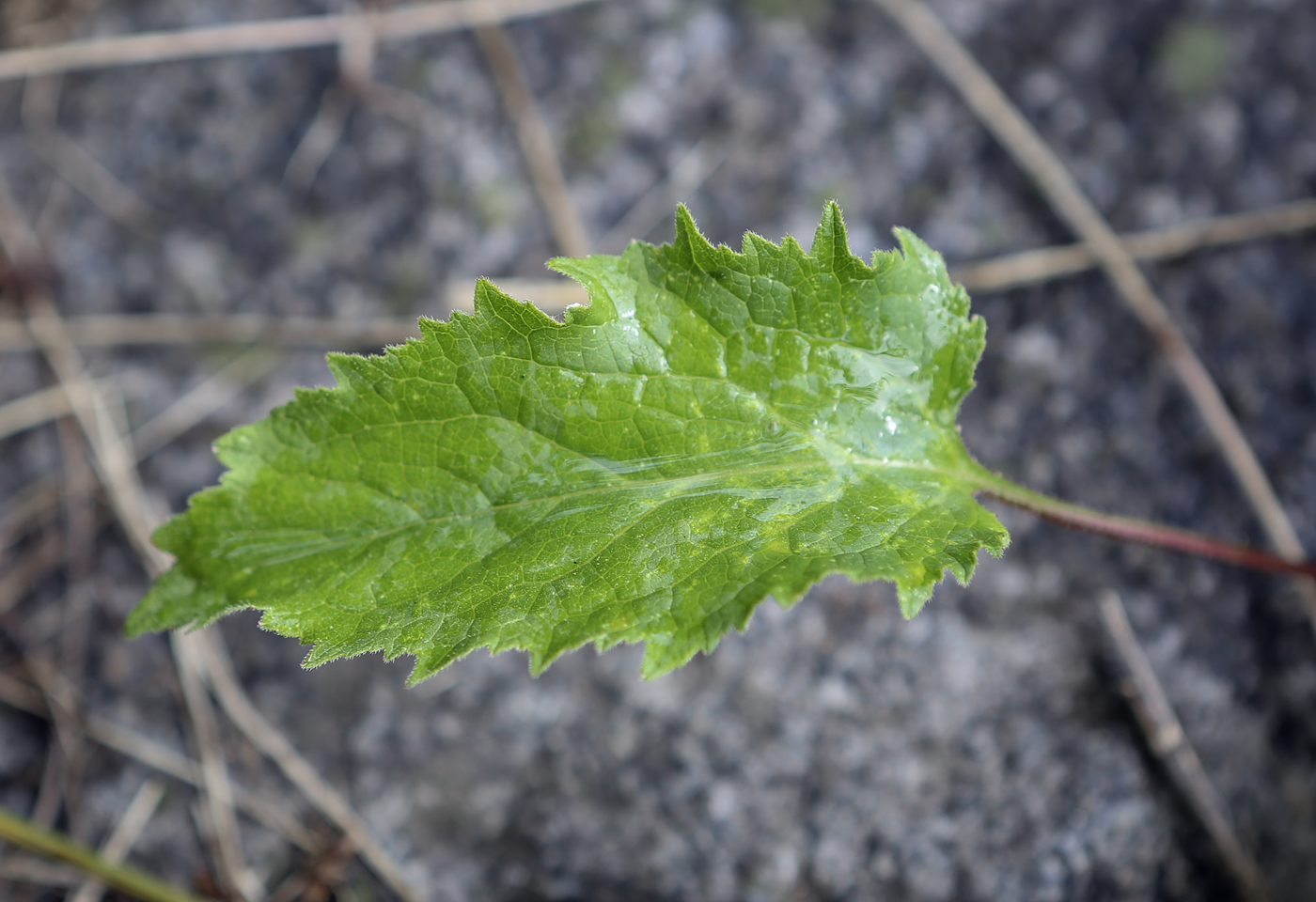 Image of Campanula rapunculoides specimen.