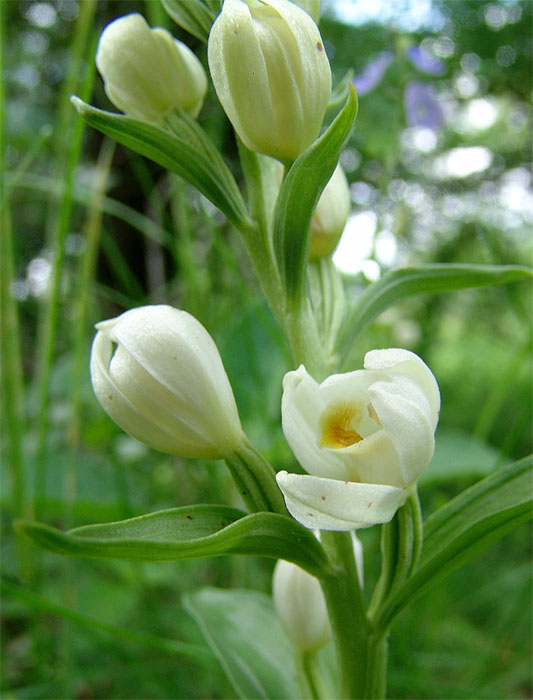 Изображение особи Cephalanthera damasonium.