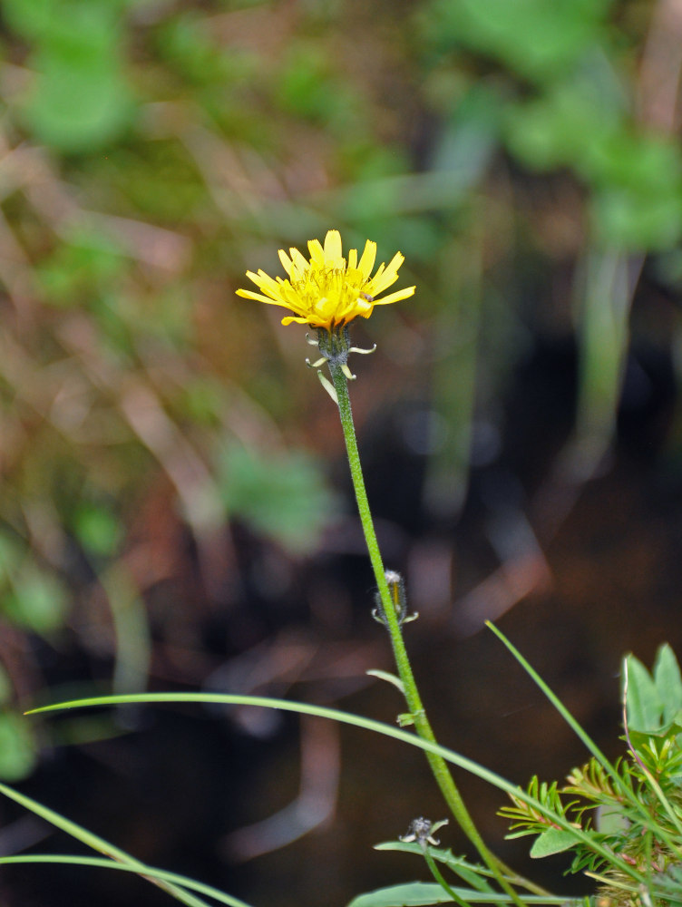 Изображение особи Crepis burejensis.