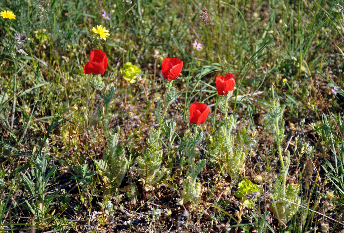 Image of Glaucium corniculatum specimen.