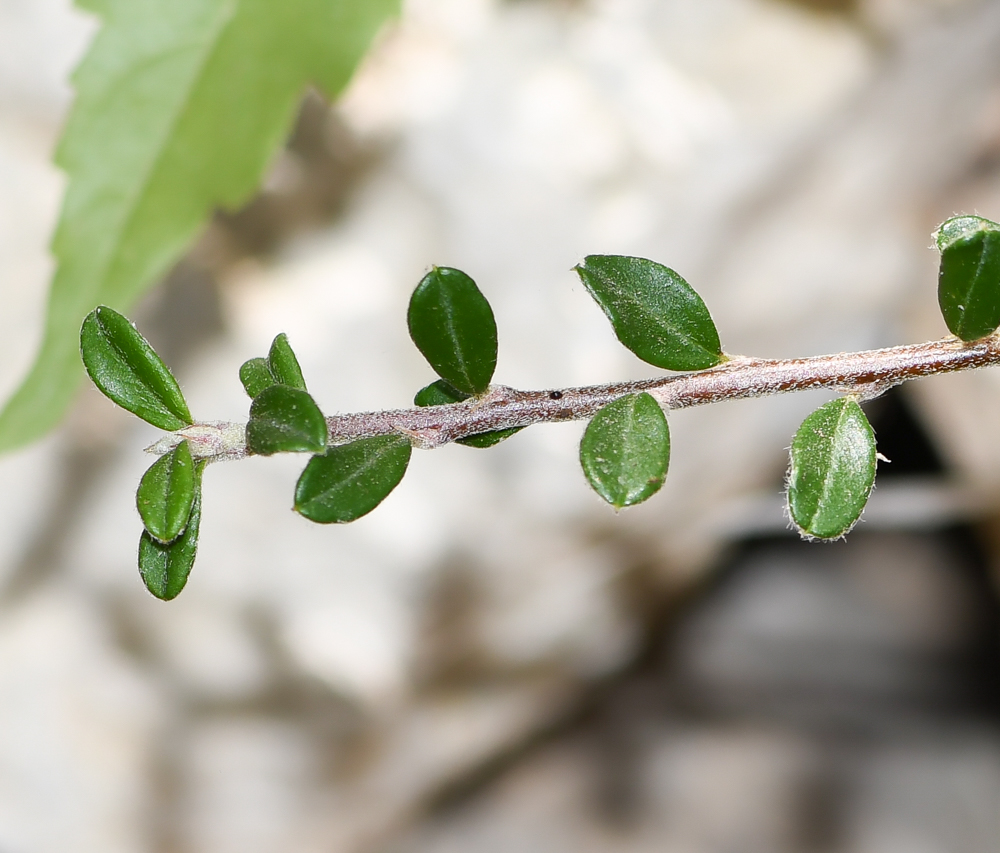 Изображение особи Cotoneaster microphyllus.