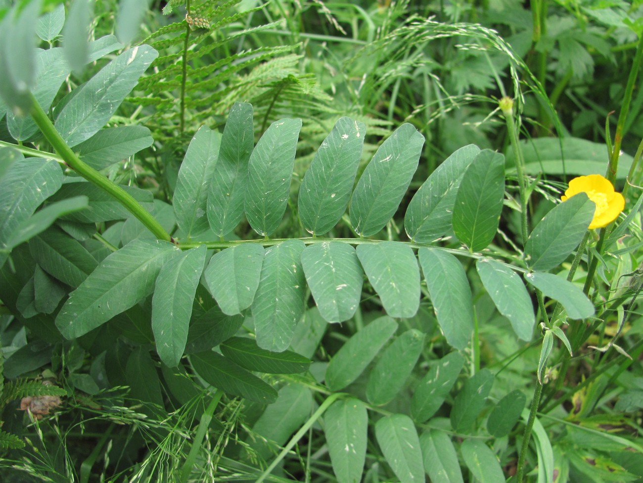 Изображение особи Vicia balansae.